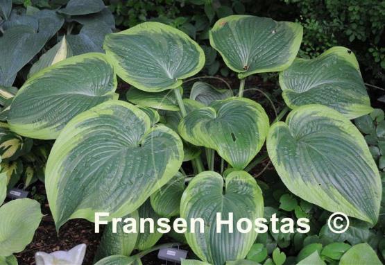 Hosta His Honor